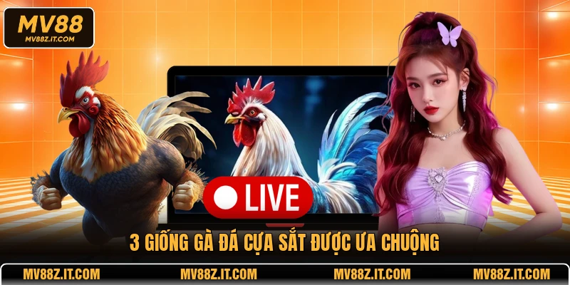 3 giống gà đá cựa sắt được ưa chuộng