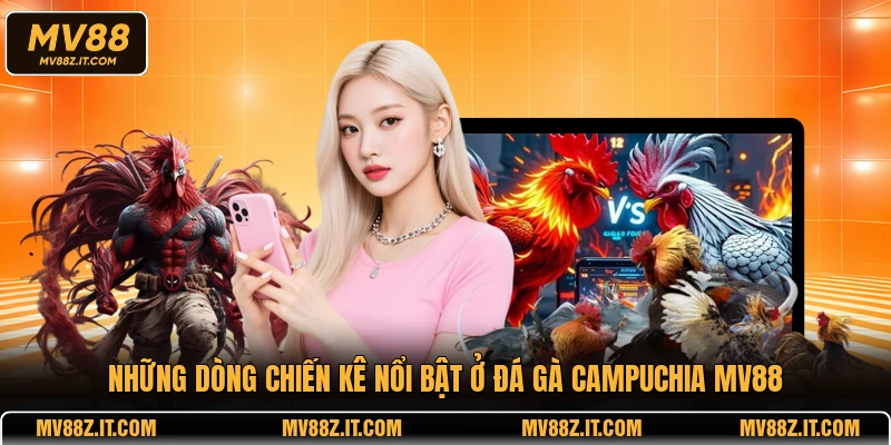 Những dòng chiến kê nổi bật ở đá gà Campuchia MV88