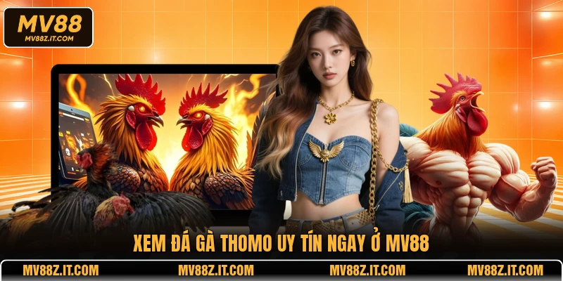 Xem đá gà Thomo uy tín ngay ở MV88